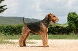 AIREDALE TERRIER 246